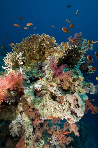 Coral e peixe — Fotografia de Stock