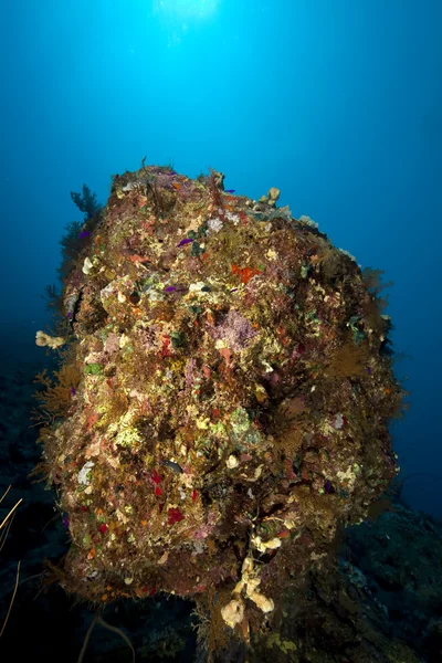 ปะการังและปลา — ภาพถ่ายสต็อก