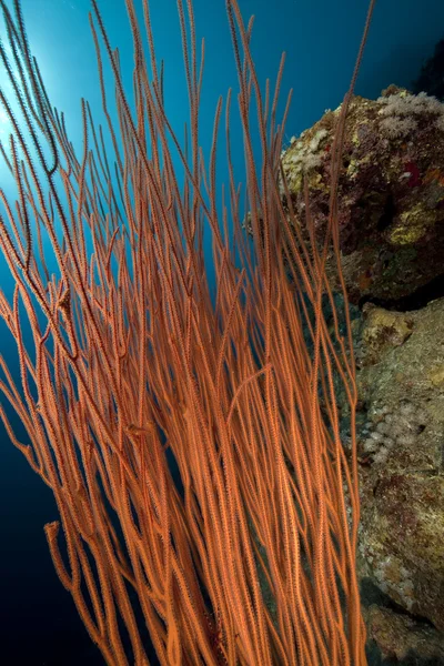 Peitschenkorallen und Ozean — Stockfoto
