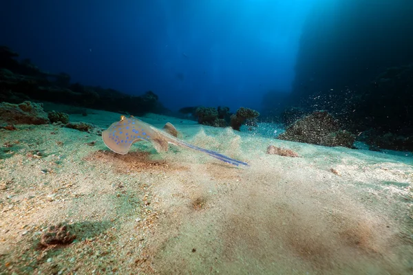 Arraia-de-bico-azul no Mar Vermelho . — Fotografia de Stock