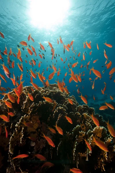 Koraal en vis in de rode zee. — Stockfoto