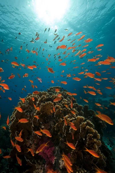 Coral and fish in the Red Sea. — Stock Photo, Image