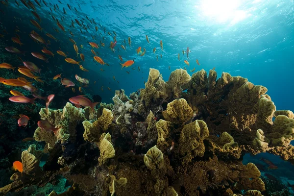 Corallo e pesce nel mare rosso. — Foto Stock