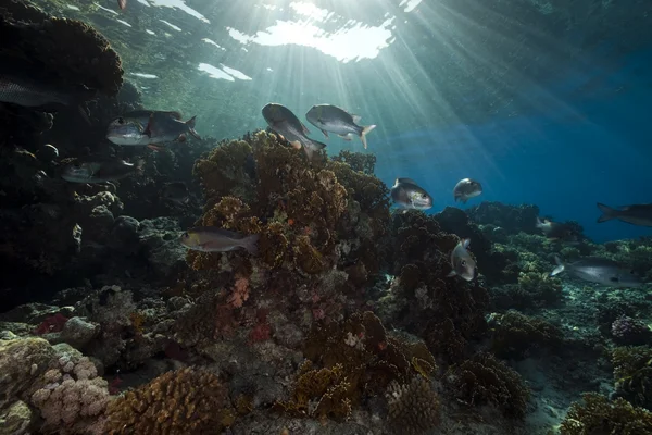Корали і риби в червоному морі . — стокове фото