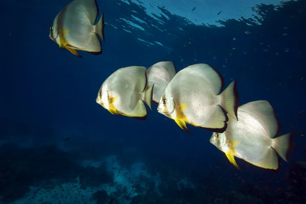 Spadefish i Röda havet. — Stockfoto