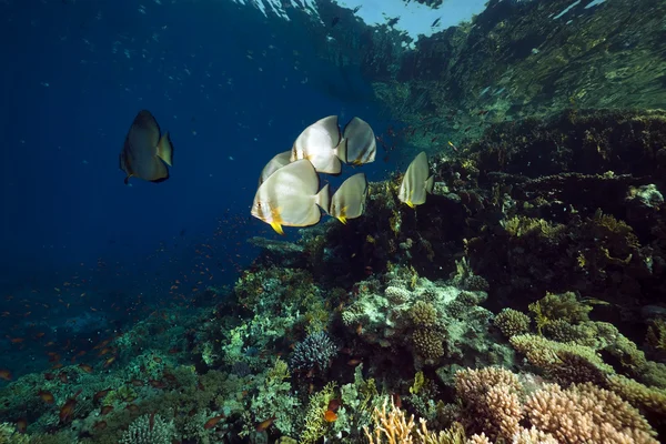 Spadefish в Червоному морі. — стокове фото
