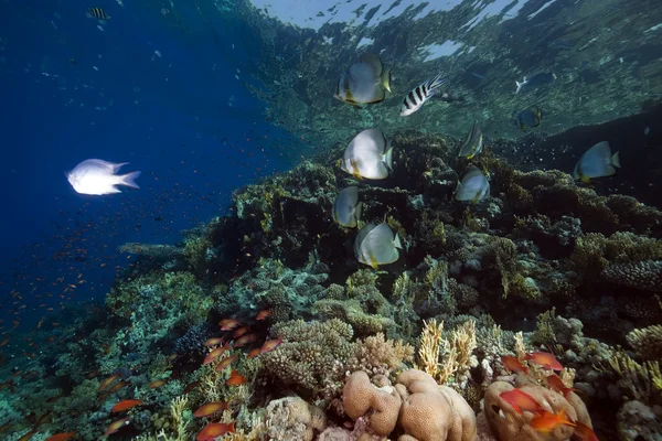Korál a ryby v červeném moři. — Stock fotografie