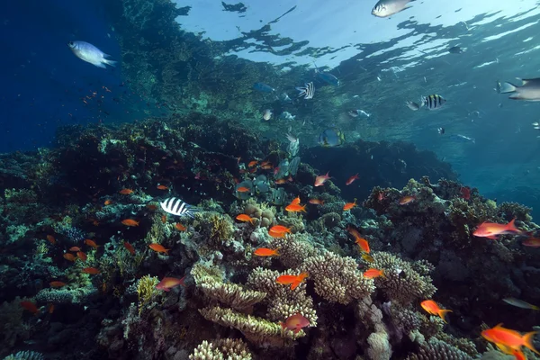 Corail et poissons dans la mer rouge. — Photo