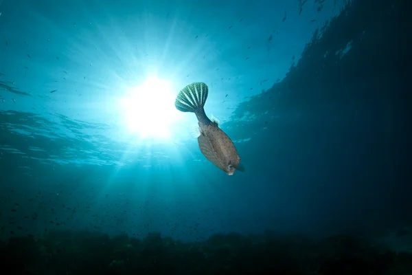 Kızıl Deniz 'de sarı kutu balığı. — Stok fotoğraf