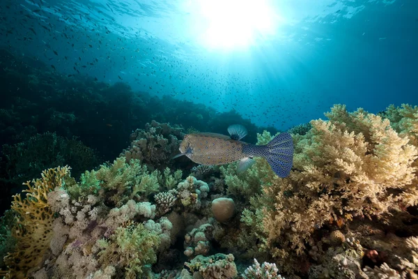 Boxfish jaune dans la mer Rouge . — Photo