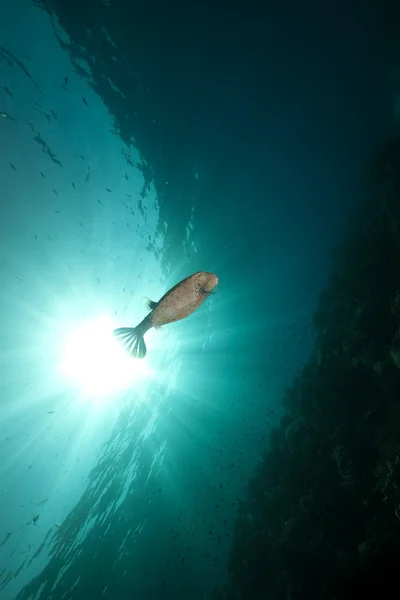 Gelber Buchsfisch im Roten Meer. — Stockfoto