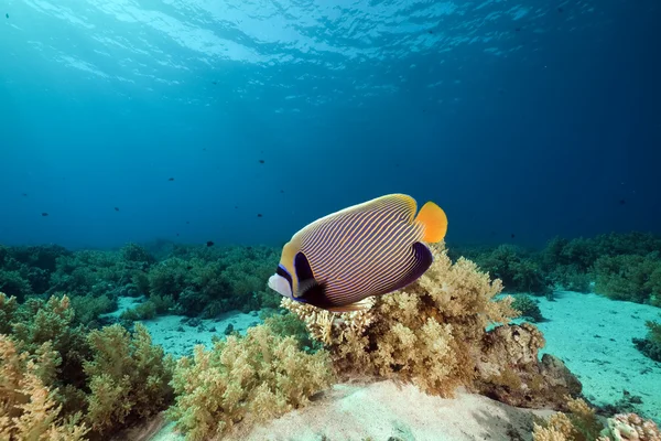 Imperador Peixe-anjo e coral no Mar Vermelho . — Fotografia de Stock
