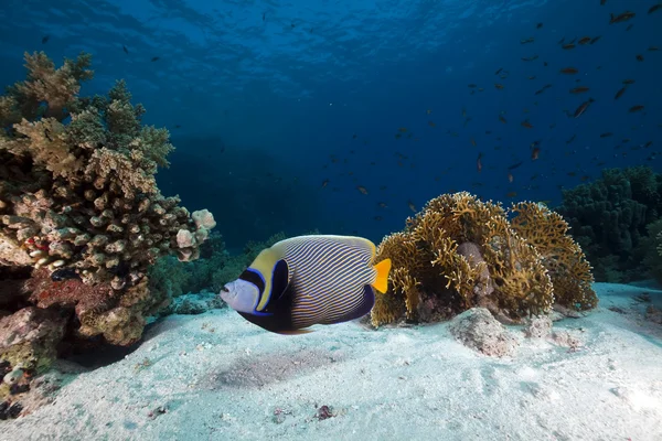 Emperor Angelfish and coral in the Red Sea. — Stock Photo, Image