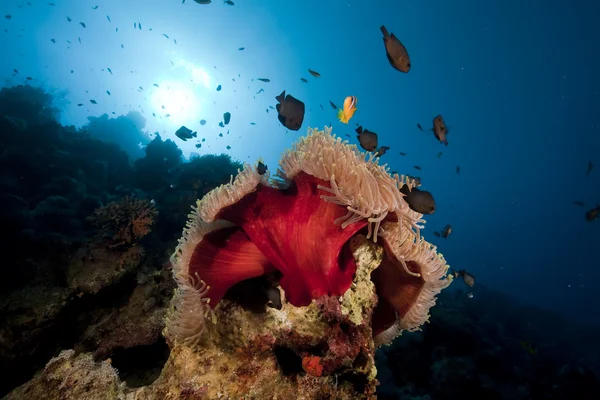 Anemone und Fische im Roten Meer. — Stockfoto
