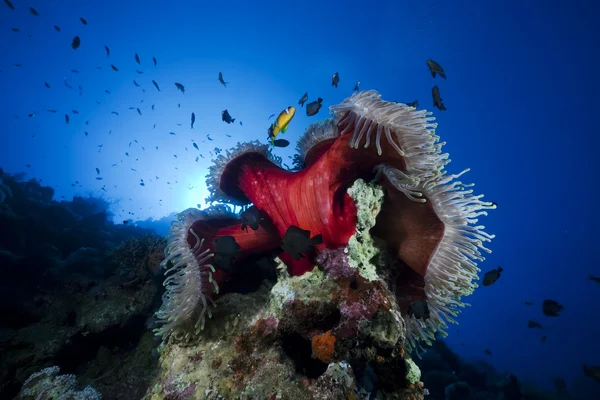 Anemone e pesce nel Mar Rosso . — Foto Stock