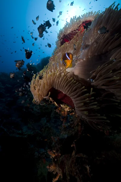 Anemone en vis in de rode zee. — Stockfoto