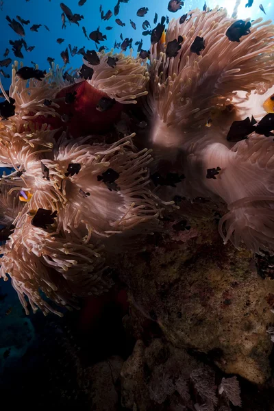 Anemone und Fische im Roten Meer. — Stockfoto