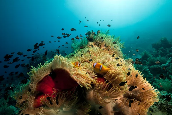 Anêmona e peixe no Mar Vermelho . — Fotografia de Stock
