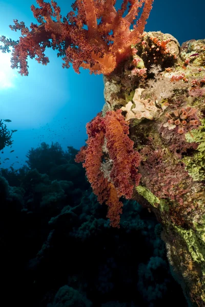 Korál a ryby v červeném moři. — Stock fotografie