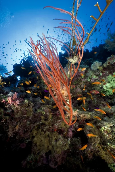 Látigo de racimo rojo y peces en el Mar Rojo . — Foto de Stock