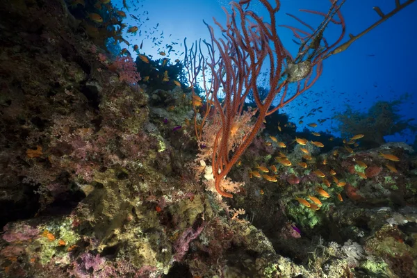 Chicote aglomerado vermelho e peixes no Mar Vermelho . — Fotografia de Stock