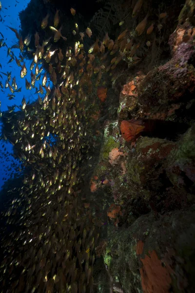 Glassfish och koraller i Röda havet. — Stockfoto