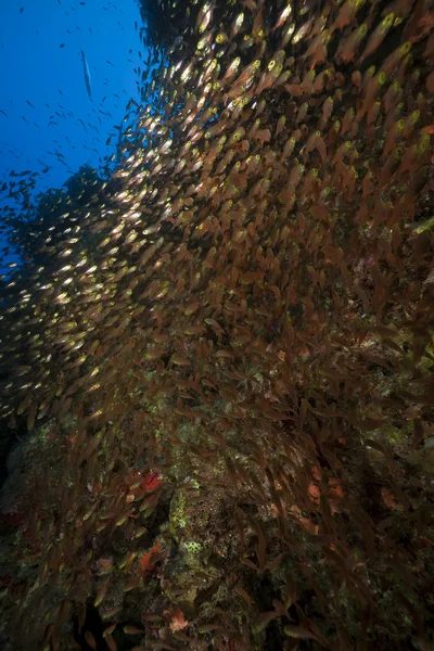 Glassfish and coral in the Red Sea. — Stock Photo, Image