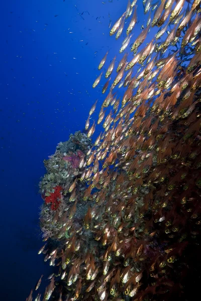 Glassfish en koraal in de rode zee. — Stockfoto