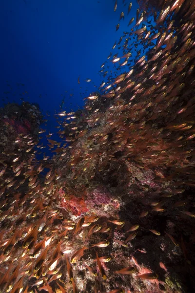 Glassfish et corail dans la mer Rouge . — Photo