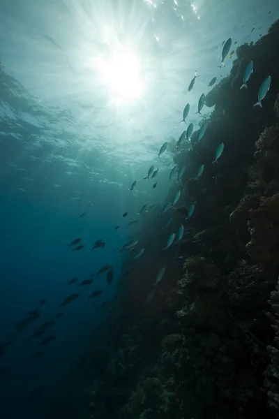 红海中的珊瑚和鱼类. — 图库照片