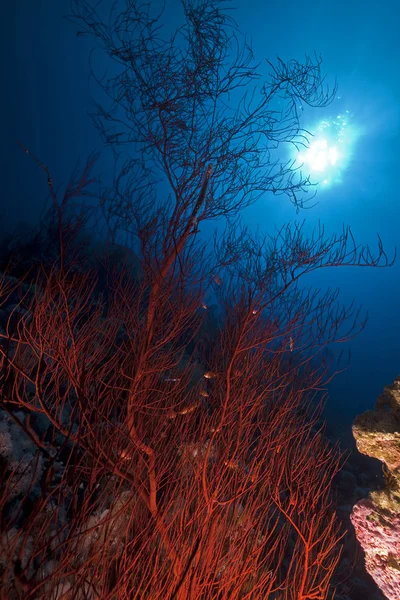 Branching black coral and fish in the Red Sea. — Stock Photo, Image