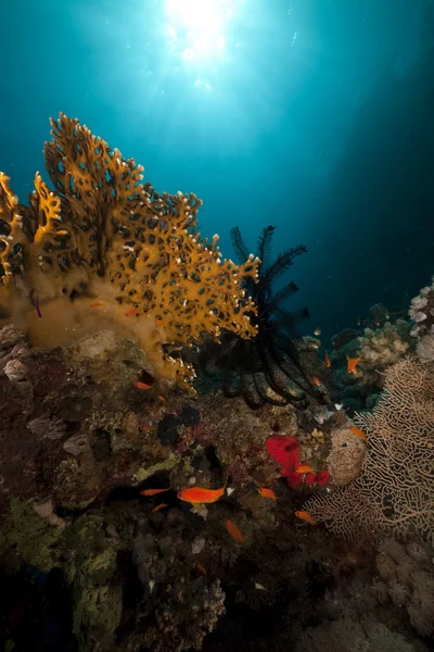 鋸歯羽星と赤い海の魚. — ストック写真