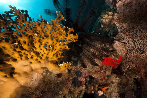 Estrella de plumas dentadas y peces en el Mar Rojo . — Foto de Stock