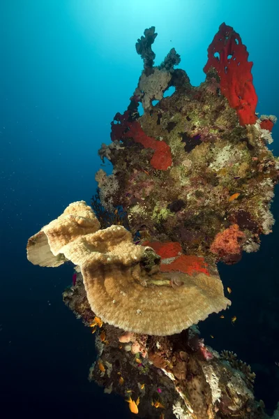 Koralowce i ryby w Morzu Czerwonym. — Zdjęcie stockowe