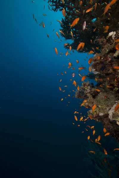 Coral and fish in the Red Sea. — Stock Photo, Image