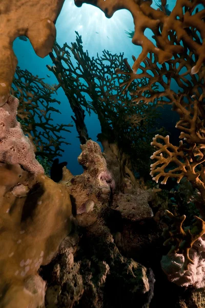 Čistý oheň korálů a ryb, v Rudém moři. — Stock fotografie
