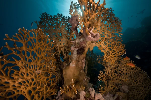 NET ateş coral ve kızıl denizde balık. — Stok fotoğraf
