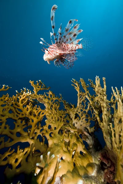 Leeuwenvis in de Rode Zee. — Stockfoto