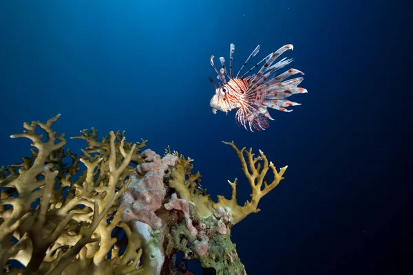 Рыба-лев в Красном море . — стоковое фото