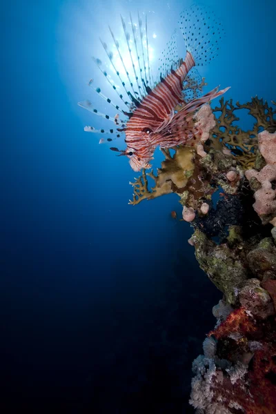 紅海のライチョウ. — ストック写真
