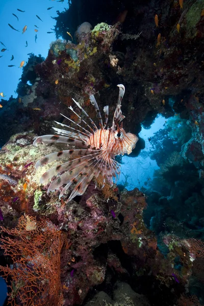 Corallo e pesce nel mare rosso. — Foto Stock