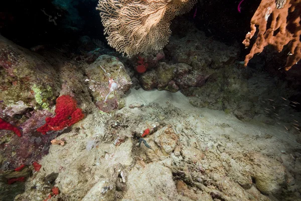 Κοράλλια και ψάρια στην κόκκινη θάλασσα. — Φωτογραφία Αρχείου