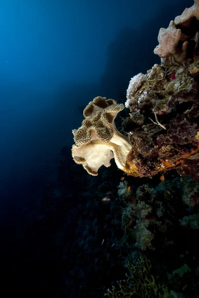 Ruwe leer koraal en vissen in de rode zee. — Stockfoto
