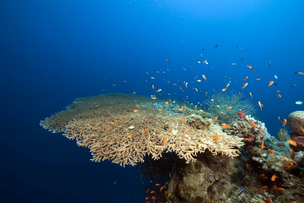 Tischkorallen und Fische im Roten Meer. — Stockfoto