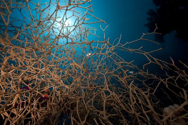 Noded nadržená korálů a ryb, v Rudém moři. — Stock fotografie