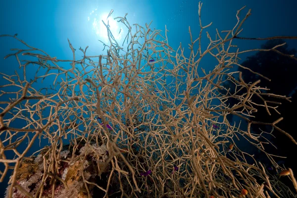Noded corail corné et les poissons dans la mer Rouge . — Photo
