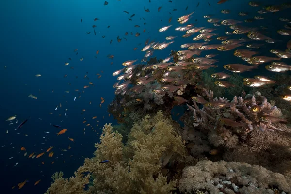 Стеклянная рыба и кораллы в Красном море . — стоковое фото