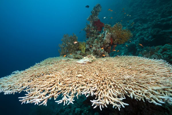 Mesa de coral y peces en el Mar Rojo . — Foto de Stock