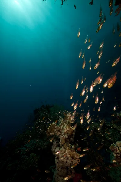 Glassfish와 홍 해에 산호. — 스톡 사진