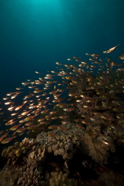 A GlassFish és a korall, a Vörös-tengeren. — Stock Fotó